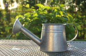 watering