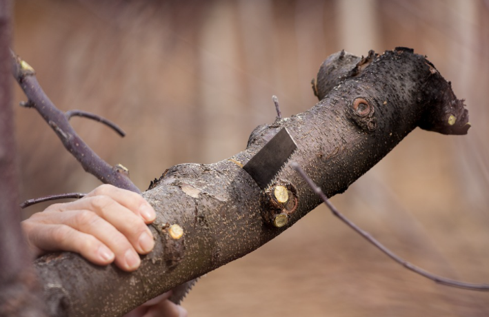 Reasons of Hiring a Tree Removal