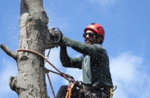 Reasons of Hiring a Tree Removal