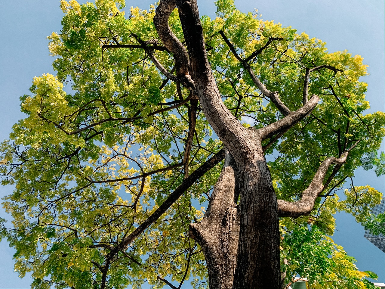 tree